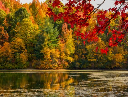 Trees changing colors in the fall time by a lake